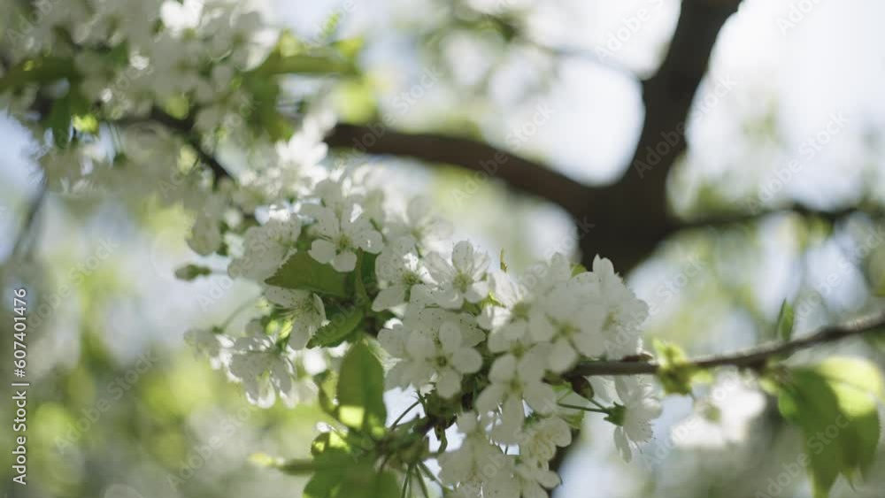 Nature's Poetry: Blossoming Trees in Sunbeam's Embrace - A Symbol of Radiance, Scent, and Floral Grace. High quality 4k footage Nature's Poetry: Blossoming Trees in Sunbeam's Embrace - A Symbol of Radiance, Scent, and Floral Grace. High quality 4k footage