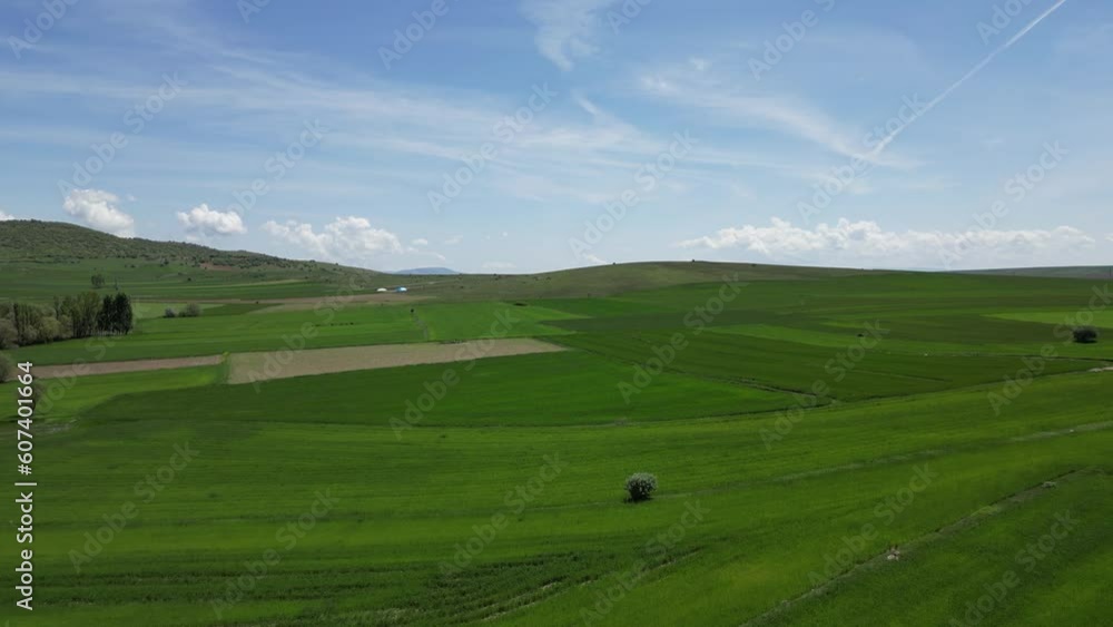 Wheat field shooting in wide field with drone. 4K 60Fps Video. Grassland harvest sky landscape Wheat field shooting in wide field with drone. 4K 60Fps Video. Grassland harvest sky landscape