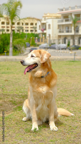 Fototapeta Naklejka Na Ścianę i Meble -  Portrait Picture of a golden retriever dog in the park , The Golden Retriever is A Friend for Life and  A Dog That Will Make You Smile, cute animal pet