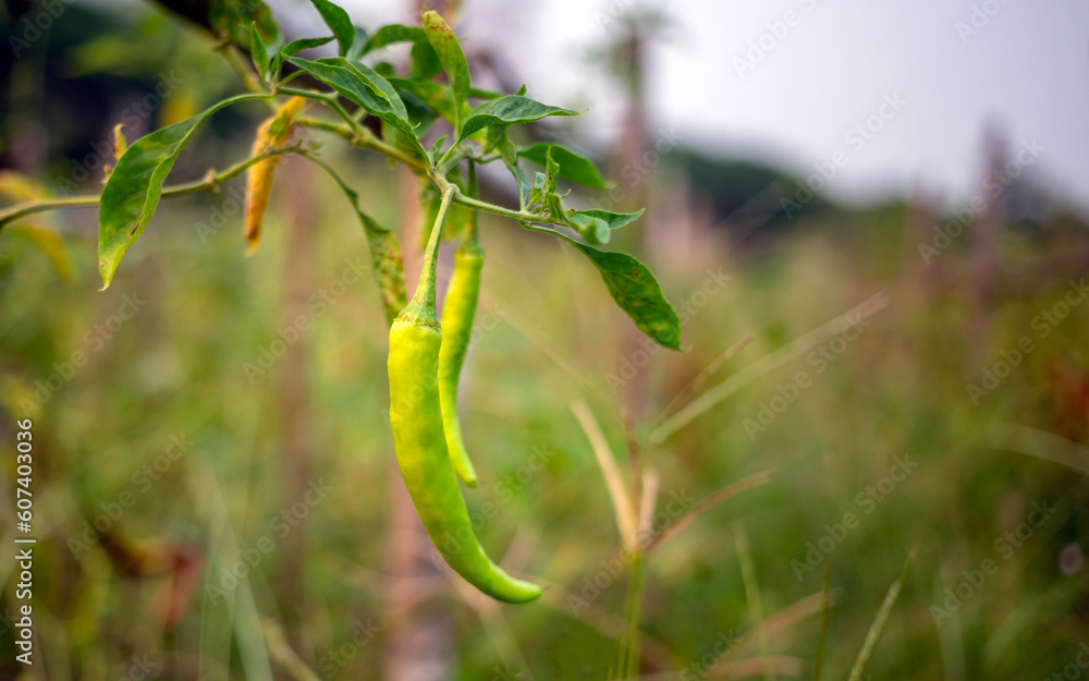 Raw green Pepper Plants in the pepper farm or field.green chili .peppers on tree, Chili peppers agricultural in organic farm Raw green Pepper Plants in the pepper farm or field.green chili .peppers on tree, Chili peppers agricultural in organic farm