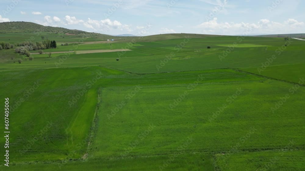 Wheat field shooting in wide field with drone. 4K 60Fps Video. Grassland harvest sky landscape