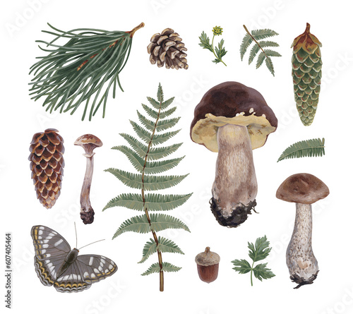 Hand painted acrylic botanical illustrations of forest nature. Cottegecore style. Perfect for prints, home textile, packaging design, posters, stationery and other print
