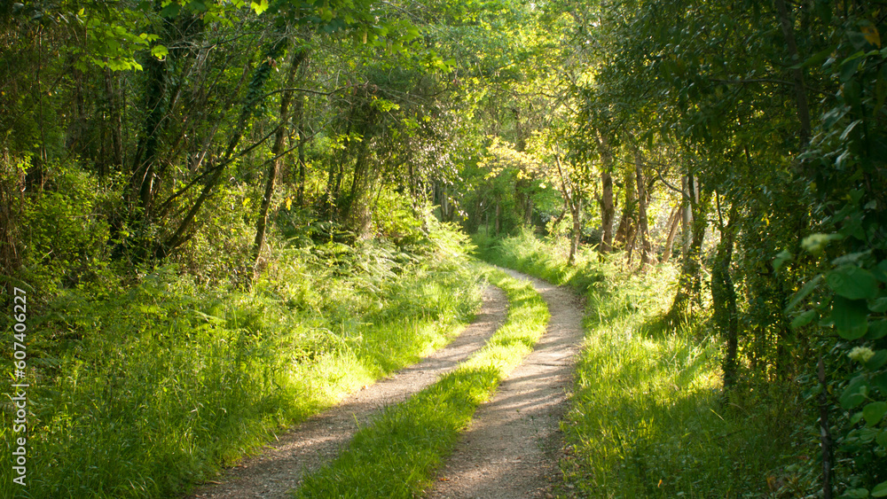 Curva en camino rural en bosque soleado en primavera Curva en camino rural en bosque soleado en primavera