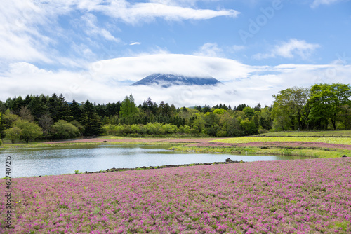 landscape view of cloudy Fuji with the flower field of pink moss at Shibazakura festival