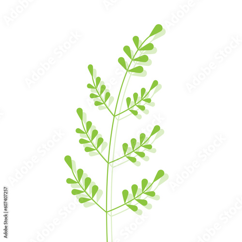 Twig with small green leaves. Vector illustration of plant. Drawing of branchlet with shadow.