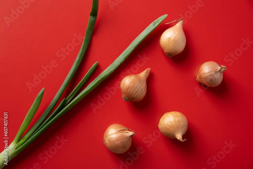 Green onion feather and onion head, bulba on an red background.