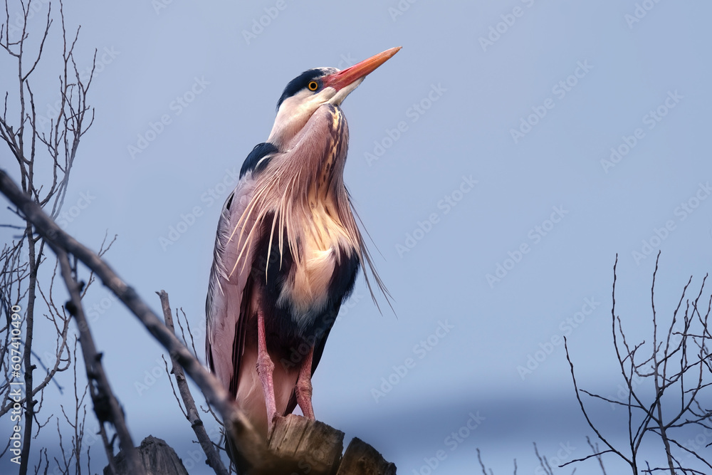 Ardeapurpurea, Purple heron, massive longlegged wading bird with long