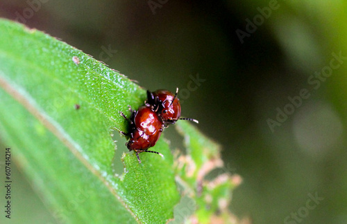 ladybug mating on leaf