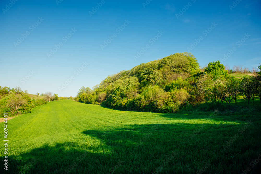 Obraz premium A bright green field surrounded by trees against a blue sky background. Idyllic rural blue green background