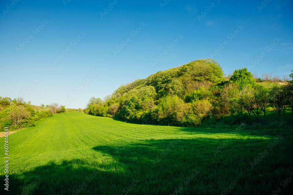 A bright green field surrounded by trees against a blue sky background. Idyllic rural blue green background