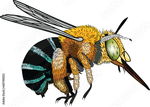 Australian blue banded bee Amegilla cingulata bee vector image