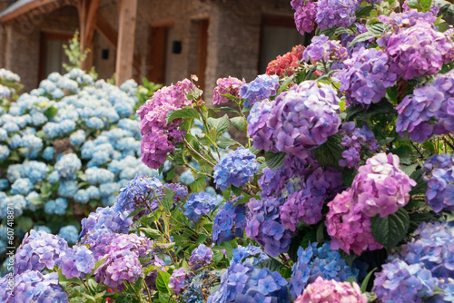 FLORES EN LA PATAGONIA