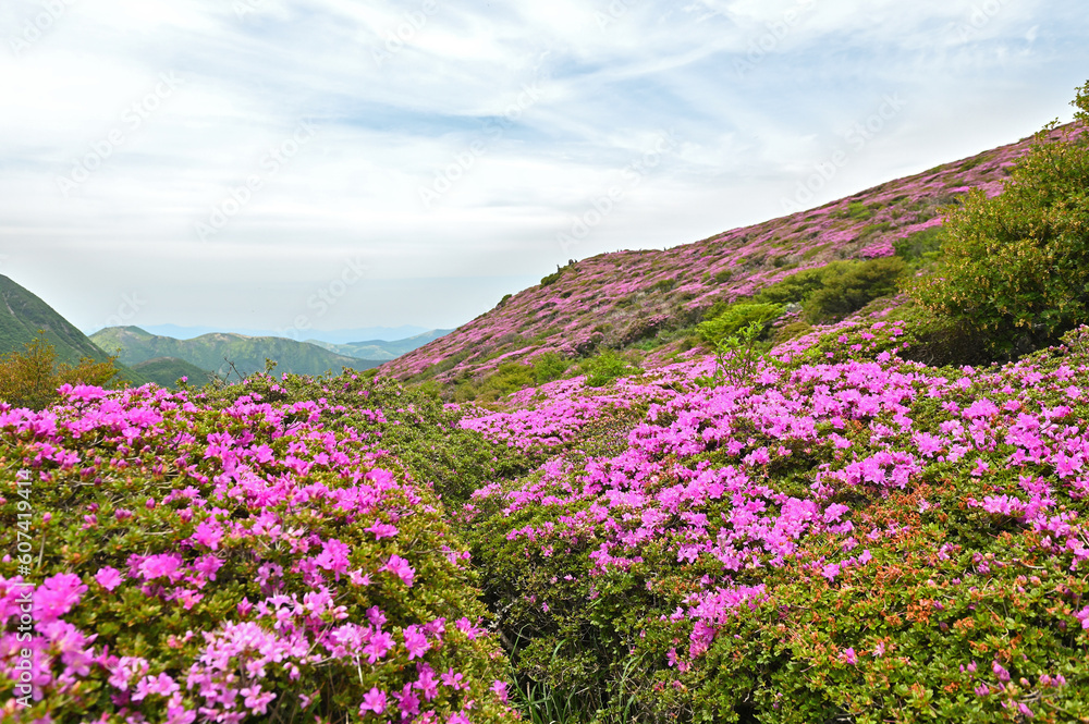 平治岳山頂直下から望むミヤマキリシマ