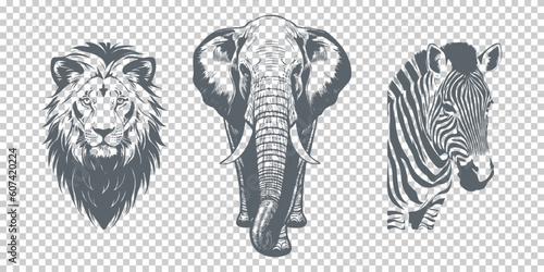 Vector graphic African animals on an isolated background. Lion, elephant and zebra. Zoo.