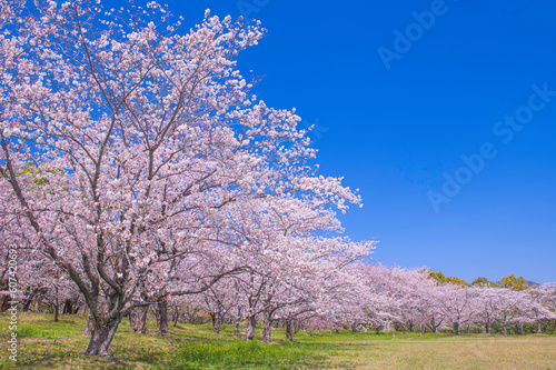 快晴の青空と満開に咲き誇る桜