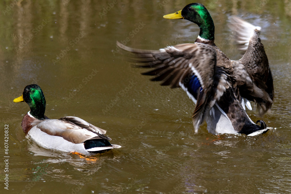 Obraz premium Duck in canal 