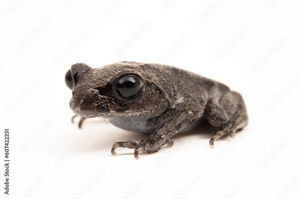 Hasselt's toad, Java spadefoot toad, Hasselt's litter frog, Leptobrachium hasseltii isolated on white background Hasselt's toad, Java spadefoot toad, Hasselt's litter frog, Leptobrachium hasseltii isolated on white background