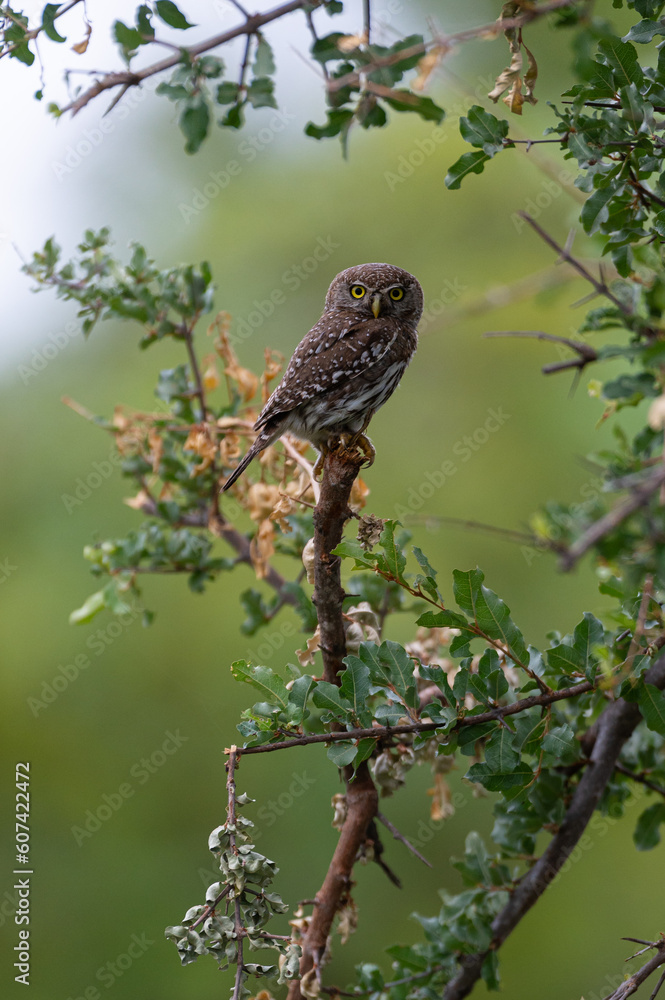 Glaucidium perlatum, Pearl-spotted Owlet, Chevêchette perlée Glaucidium perlatum, Pearl-spotted Owlet, Chevêchette perlée