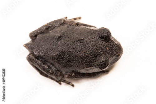 Hasselt's toad, Java spadefoot toad, Hasselt's litter frog, Leptobrachium hasseltii isolated on white background