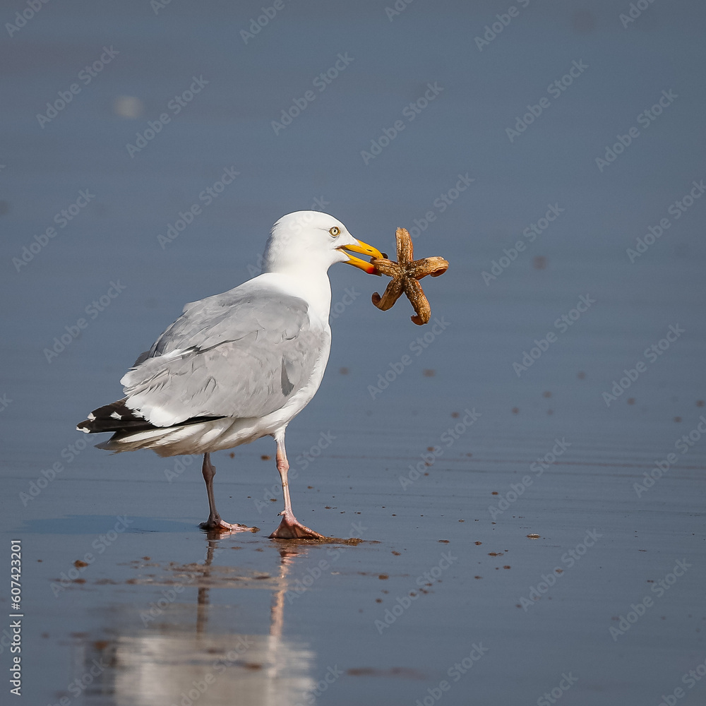 Obraz premium seagull on the beach