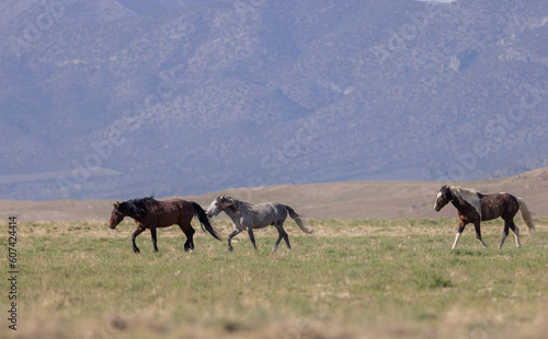 Beautiful Wild Horses in Springtime in the Utah Desert