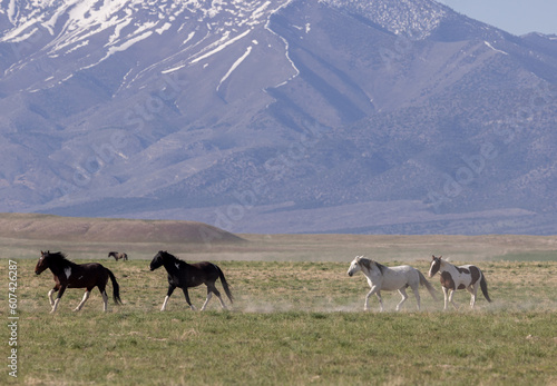 Beautiful Wild Horses in Springtime in the Utah Desert