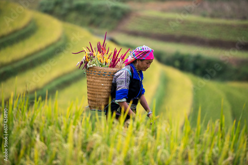 A Hmong Woman On 
Rice fields terraced of Mu Cang Chai, YenBai, Vietnam.  photo