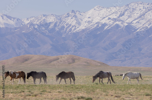 Beautiful Wild Horses in Springtime in the Utah Desert © natureguy