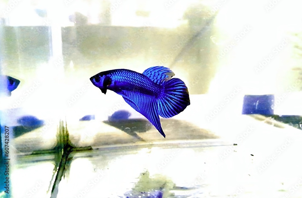 give me a name for selling pic Thai betta fish Appearance Thai Betta