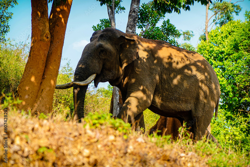 Fototapeta premium Asian wild elephant on the side of a forest road in Western Ghats