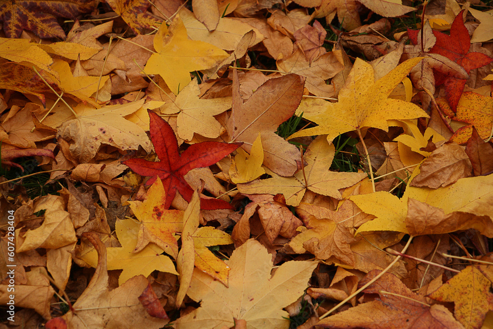 Colored leaves on the liquidambar soil