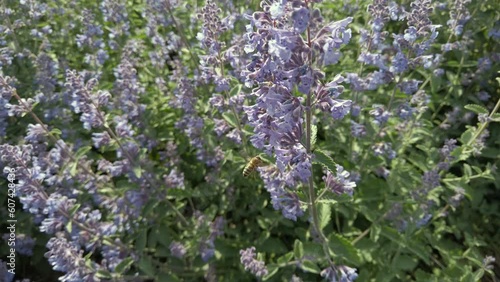 close-up footage of bee pollinating Perovskia atriplicifolia 'Blue Spire'  flowers at daytime  photo