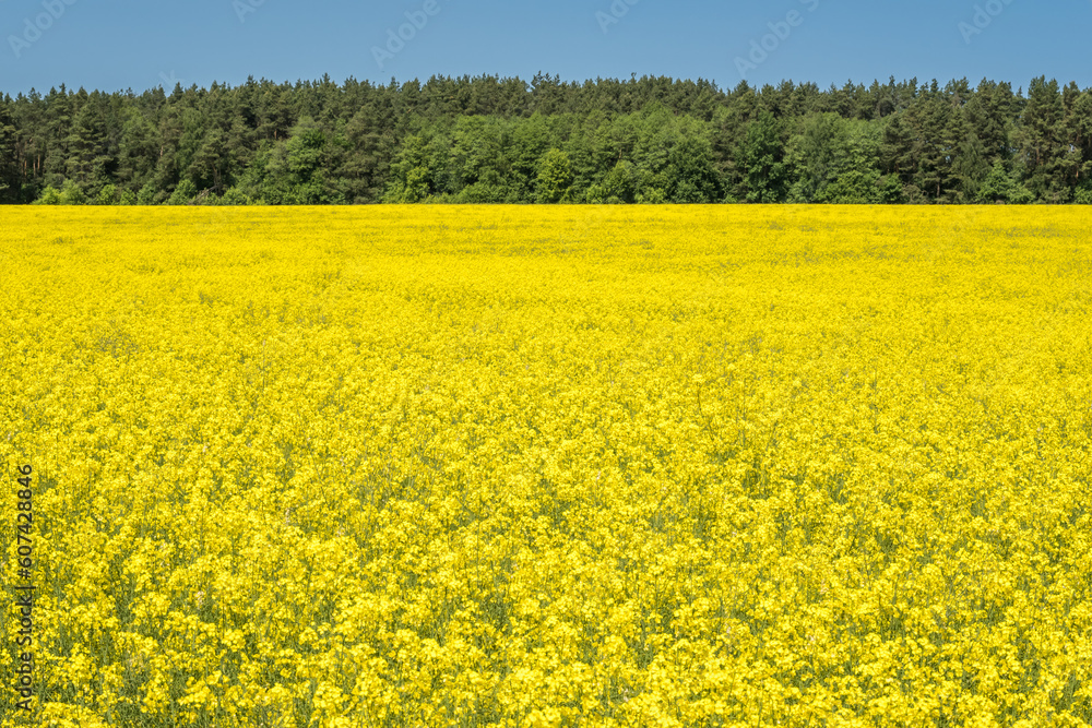 Field of beautiful springtime golden flower of rapeseed with blue sky, canola colza in Latin Brassica napus with rural road and beautiful cloud,  rapeseed is plant for green industry