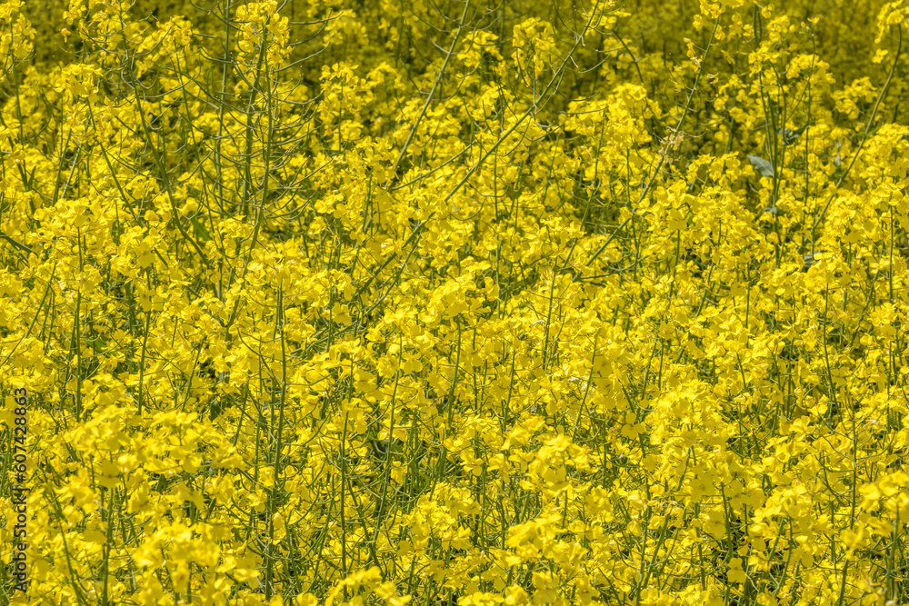 Field of beautiful springtime golden flower of rapeseed with blue sky, canola colza in Latin Brassica napus with rural road and beautiful cloud, rapeseed is plant for green industry Field of beautiful springtime golden flower of rapeseed with blue sky, canola colza in Latin Brassica napus with rural road and beautiful cloud, rapeseed is plant for green industry
