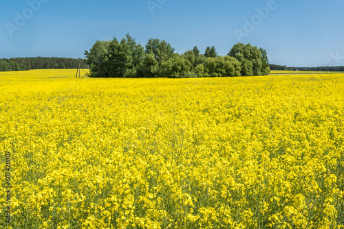 Field of beautiful springtime golden flower of rapeseed with blue sky, canola colza in Latin Brassica napus with rural road and beautiful cloud, rapeseed is plant for green industry