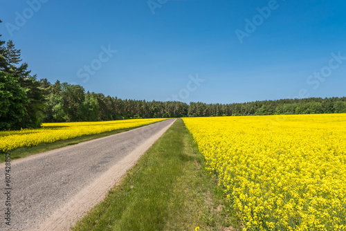 Field of beautiful springtime golden flower of rapeseed with blue sky, canola colza in Latin Brassica napus with rural road and beautiful cloud, rapeseed is plant for green industry