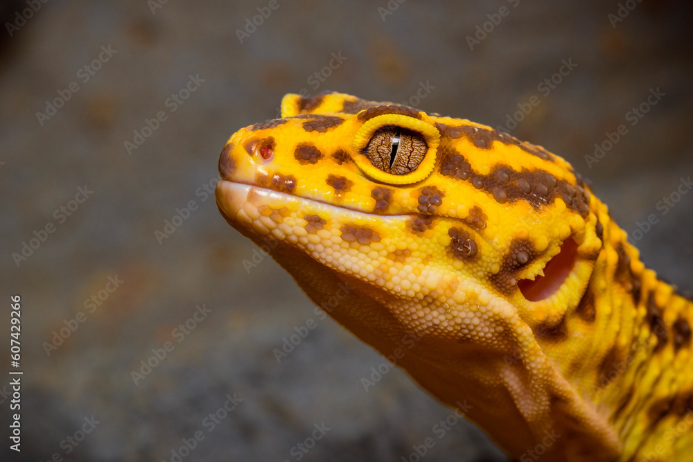 Naklejka premium Portrait of a leopard gecko, the head of a yellow leopard gecko