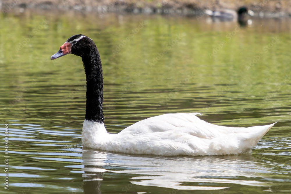 Fototapeta premium swan on the lake