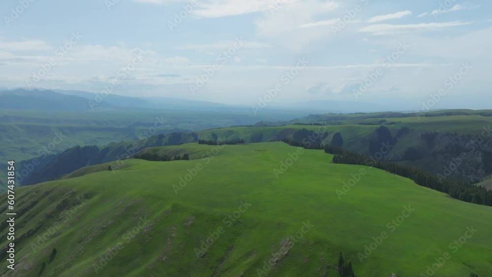 forest and grassland forest and grassland