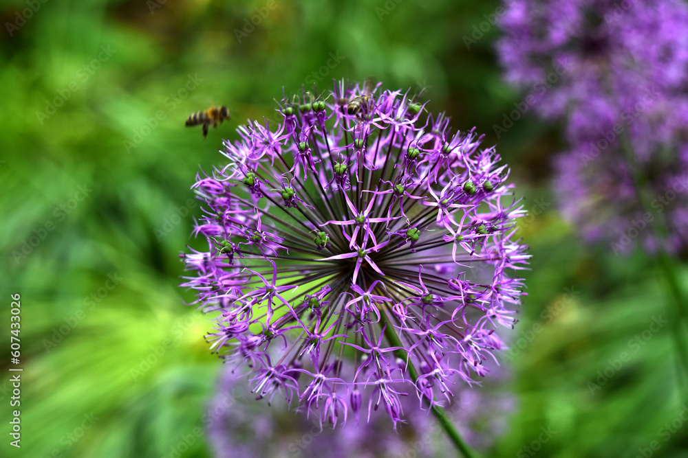 Allium decorative bow and bees in a flower bed Allium decorative bow and bees in a flower bed