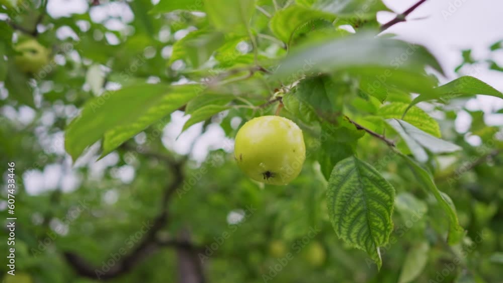 A green ripe apple hanging from the tree in an orchard. Concept of cider making and green farming.