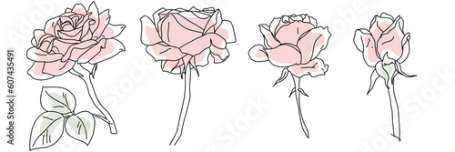 Rose blossom in bloom black line on pink color abstract shape illustration. Hand drawn realistic detailed vector clipart collection.