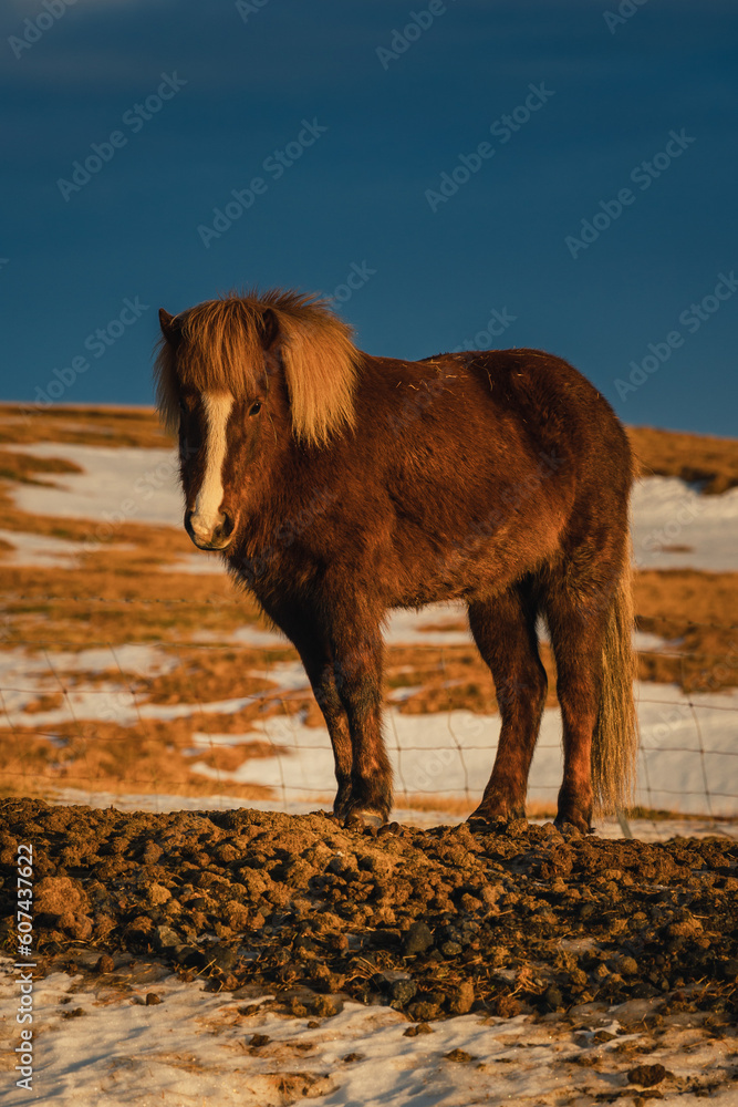Fototapeta premium Icelandic horses in their natural habitat - on the endless landscapes of Iceland. Caught in the golden hour.