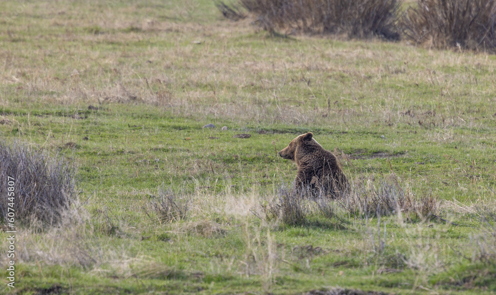 Grizzly Bear in Yellowstone National Park in Springtime Grizzly Bear in Yellowstone National Park in Springtime