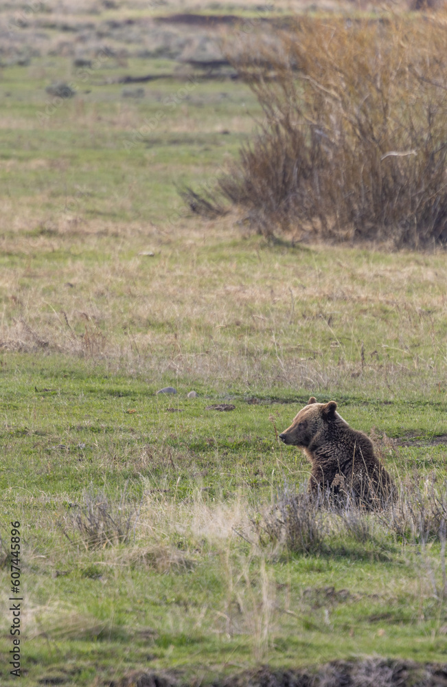 Grizzly Bear in Yellowstone National Park in Springtime