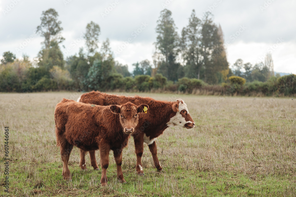 Brown cows grazing in pasture on farmland