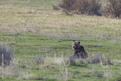 Grizzly Bear in Yellowstone National Park in Springtime