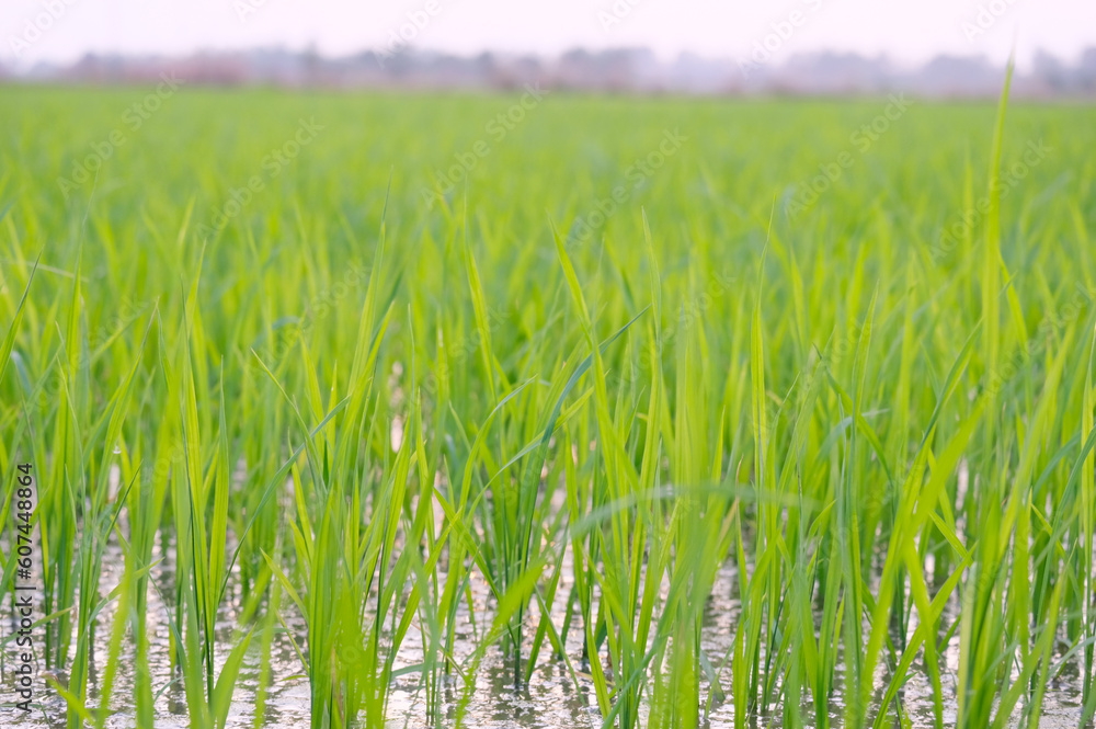 Fototapeta premium rice plant in the field.