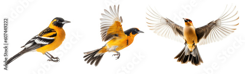 Set of  oriole bird on the transparent background PNG. AI generative.  photo