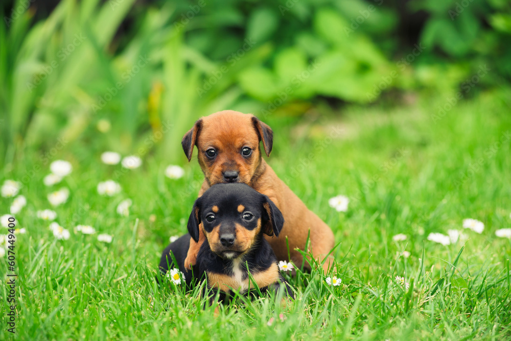 Portrait of little dachshund puppies on a green lawn